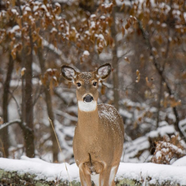 Hillcrest Winter Newsletter 2025